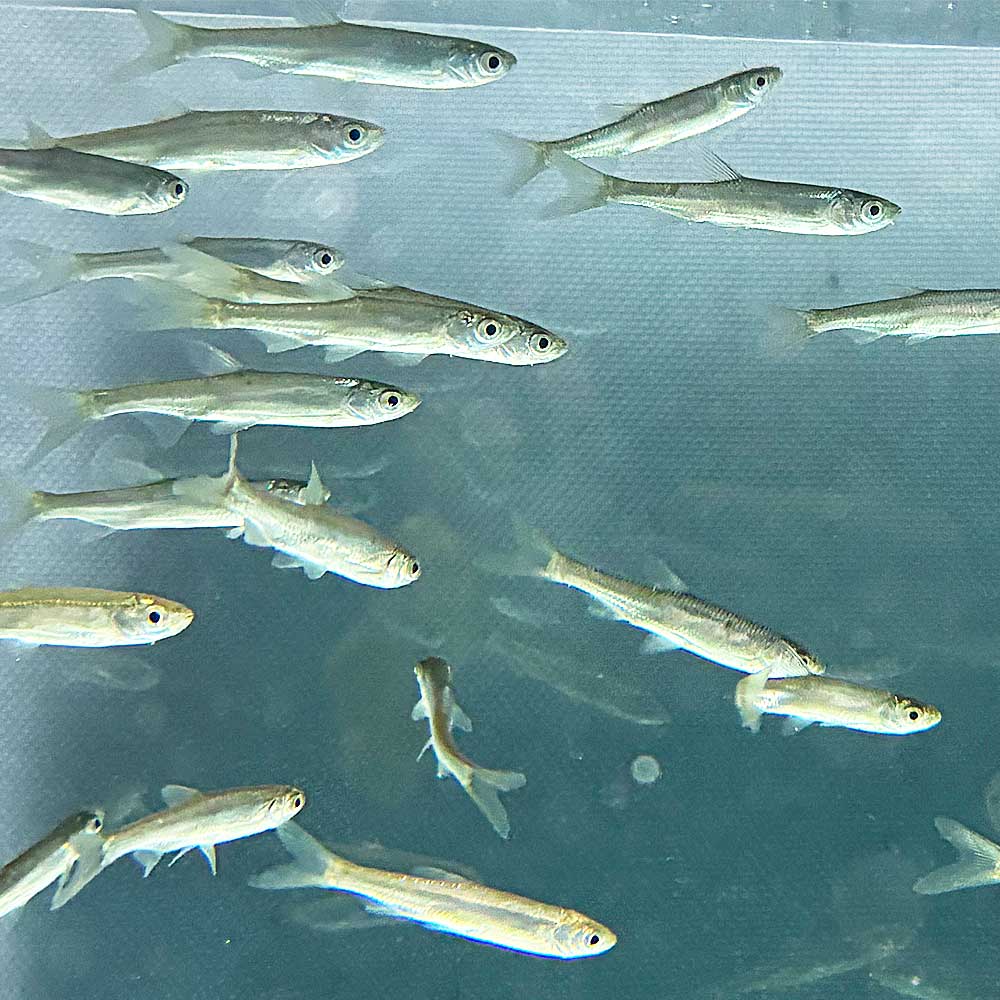 希少 カワイワシ 5匹（S）4cm〜7cm前後