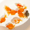 国産 金魚 ピンポンパール M約3cm~5cm前後 5匹 生体 きんぎょ キンギョ パールスケール