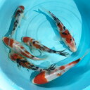 錦鯉 大正三色 1匹 鯉 色鯉 S 10cm〜13cm前後 ニシキゴイ 色鯉 鯉 生体(4)