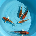 錦鯉 孔雀 1匹 鯉 色鯉 M 13cm~16cm前後 ニシキゴイ