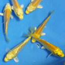錦鯉 山吹黄金 光物 5匹 サイズSS 約6cm〜9cm前後ニシキゴイ 生体 川魚