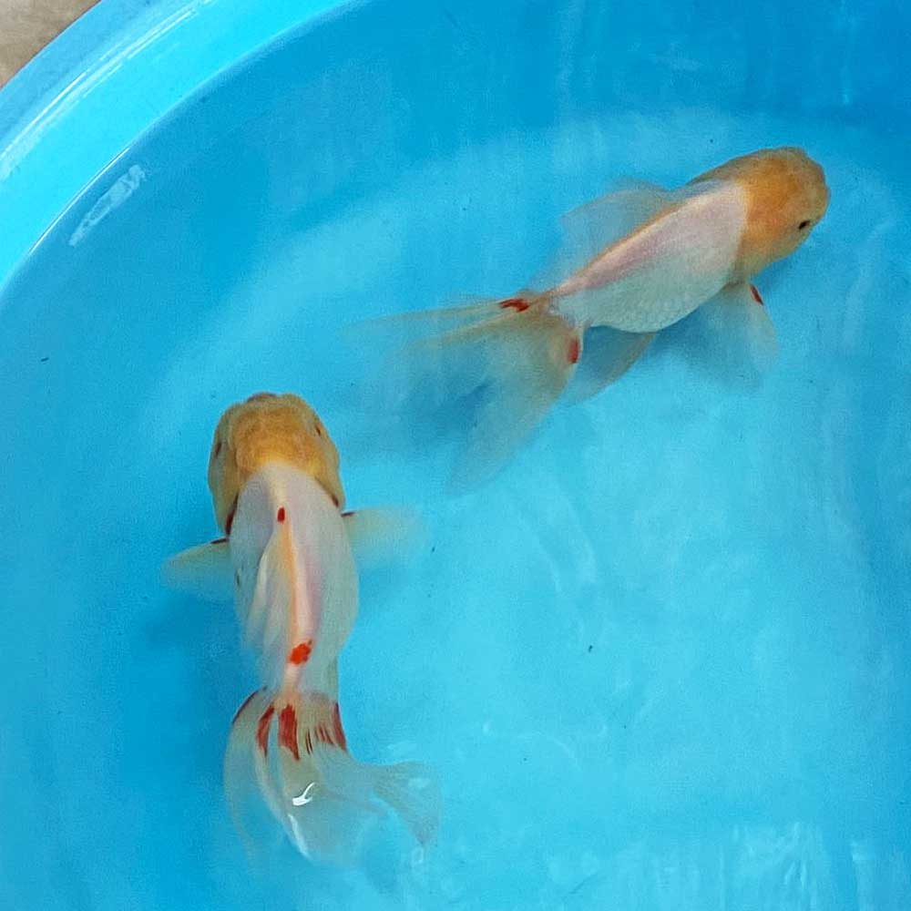 【国産】四国オランダ 13cm〜17cm前後 1匹 白勝ち