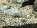 ヨシノボリミックス 1匹 S1cm〜3cm前後 川魚 生体 淡水魚