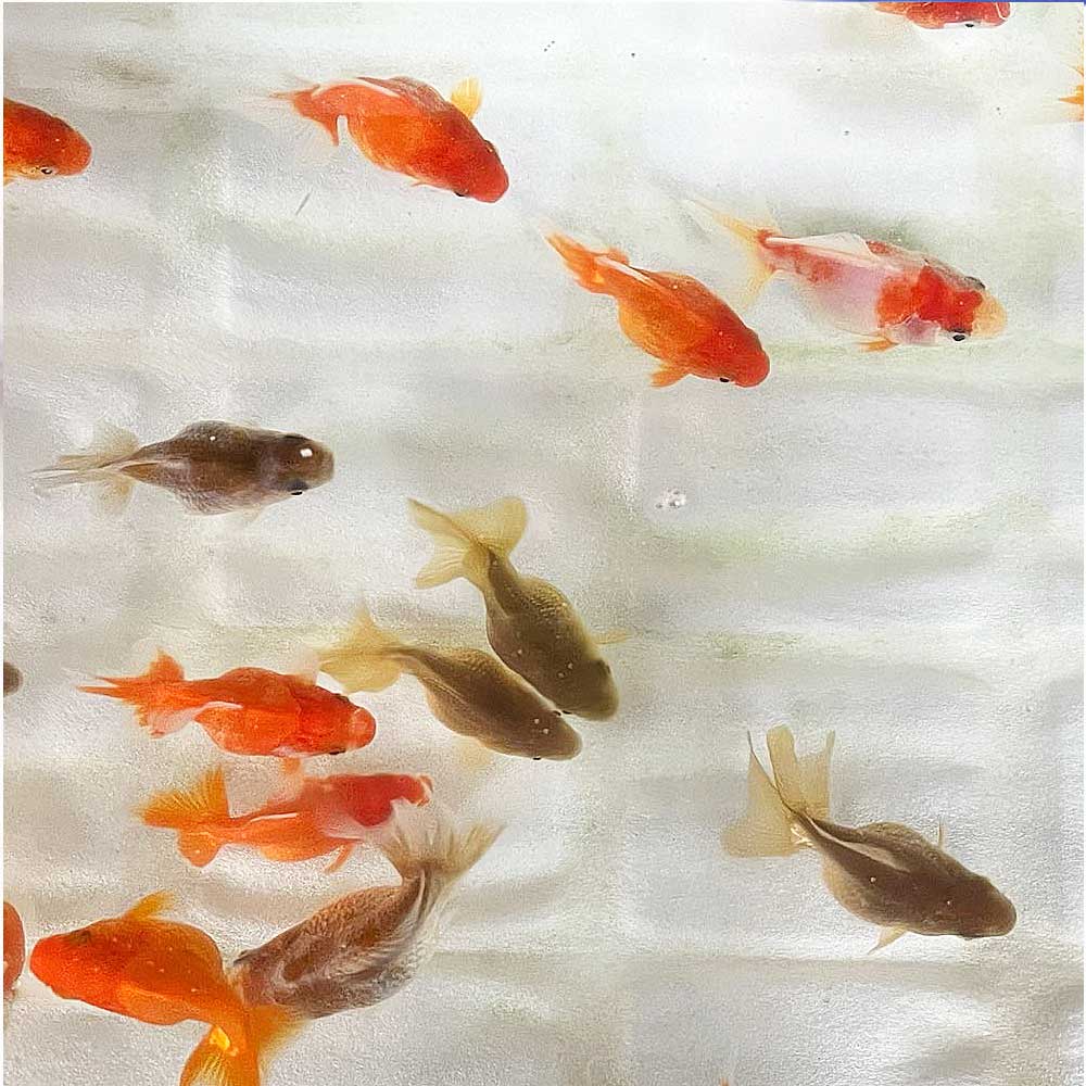 【国産金魚】国産 ダルマ琉金 ショートテール ST 1匹 S 約3cm〜5cm前後 琉金 金魚 ...