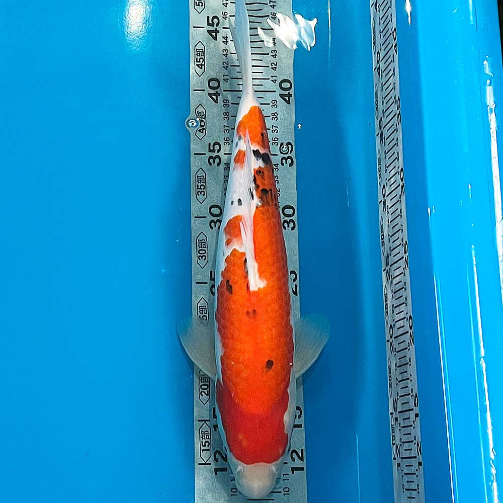 錦鯉 大正三色 一点物 32cm前後【1-496】色 鯉 コイ 色鯉 生体