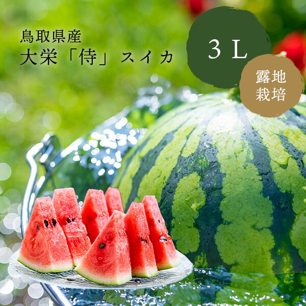 鳥取スイカ 大栄 大玉 大栄 侍スイカ 3Lサイズ （8kg以上）露地栽培 奥田農園「6月20日頃より順次発送」鳥取スイカ 祭ばやし