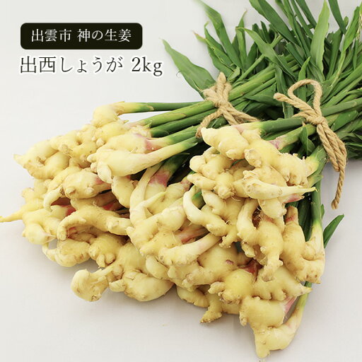 【7月末頃出荷】 たぐちファーム 出西生姜(しゅっさいしょうが) お徳用2kg 「送料無料 出西しょうが 出雲 島根」 【7月末頃出荷】 たぐちファーム 出西生姜(しゅっさいしょうが) お徳用2kg 「送料無料 出西しょうが 出雲 島根」