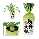 自分大根 1個入 / だいこん ダイコン 観察 栽培セット 実験 家庭菜園 野菜 育成 宿題 自由研究 夏休み 冬休み 観察セット 観察キット 室内 園芸 アー...
