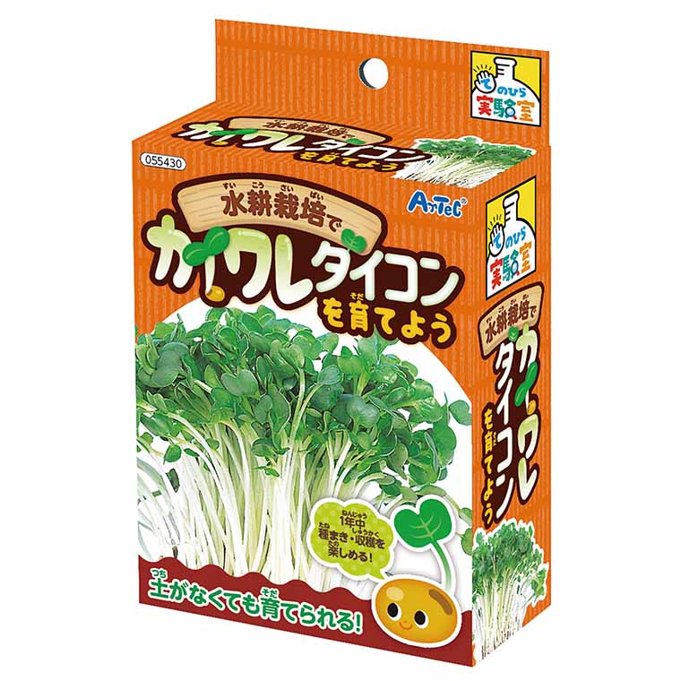 水耕栽培でカイワレダイコンを育てよう 1個入 / 貝割れ かいわれ カイワレ大根 観察 栽培セット 水耕栽培 実験 家庭菜園 野菜 育成 宿題 自由研究 夏休み 冬休み 観察セット 観察キット 室内 園芸 暗室 アーテック artec 学校 教材 【宅配便】