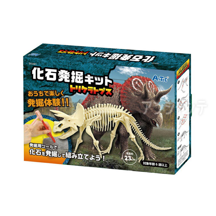 化石発掘キット トリケラトプス 1セット入 / 恐竜 理科 発掘 発掘体験 ハンマー ノミ 宿題 自由研究 キ..