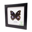 額入り 昆虫標本 蝶 グレート・エッグフライ (雄) Great Eggfly