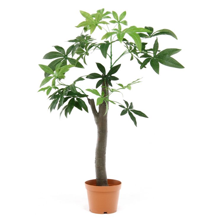 観葉植物 パキラ 朴ノ木タイプ 13498 商品コード52665 -お取リ寄せ- -ds