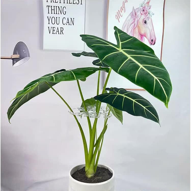 codabianca 楽天市場店の【20個セット】園芸支柱 観葉植物 サポート フラワースタンド 花支架 モンステラフラワースタンド ガーデニング 支柱 植物転倒防止 美しい 透明 植木 プランター 成長段階 簡単 ガーデニング 長期間使用 農業用 園芸用 モンステラ ポトス つる性植物｜アングル3