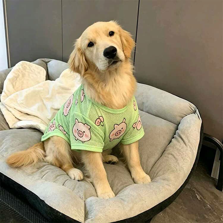 codabianca 楽天市場店の大型犬 大型犬 犬 タンクトップ メッシュ 大型犬 服 涼しい 犬の服 ノースリーブ ウェア 濡らす 袖なし 大型犬 犬 涼し気 可愛い タンクトップ 犬服 春 夏 犬の服 ドッグウエア 犬服 抗菌 防臭 防虫 接触冷感｜アングル2