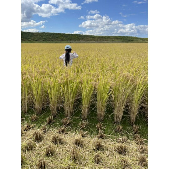 「大粒でふっくらとした食感が特徴の【いのちの壱】。コシヒカリの1.5倍の粒の大きさが特徴です。炊き上がりのご飯がしっかりとした存在感を持ちます。　いのちの壱5kg　圓縁ふぁーむ　新潟県産