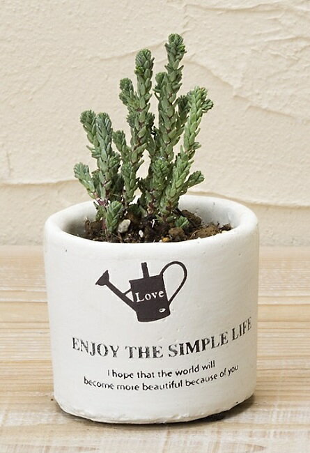 【ポイントキャンペーン中】S6202　 インテリアポット　チューブ　SSS　　2個セット　インテリア/観葉/アレンジ