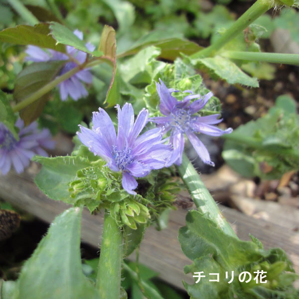 チコリ[種 ハーブのタネ]