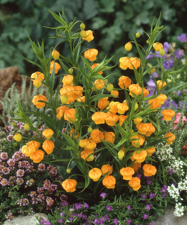 �庬/����������˥�������������1������ 6�ޥ��å�