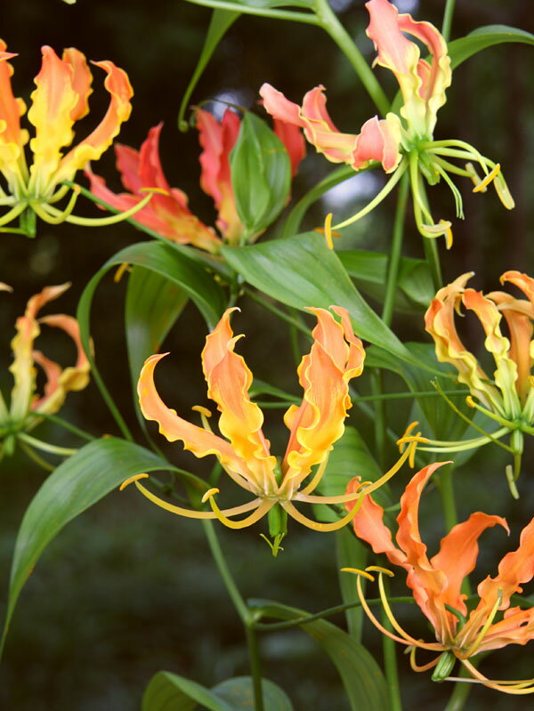 �庬/�����ꥪ�������եꥫ����1������