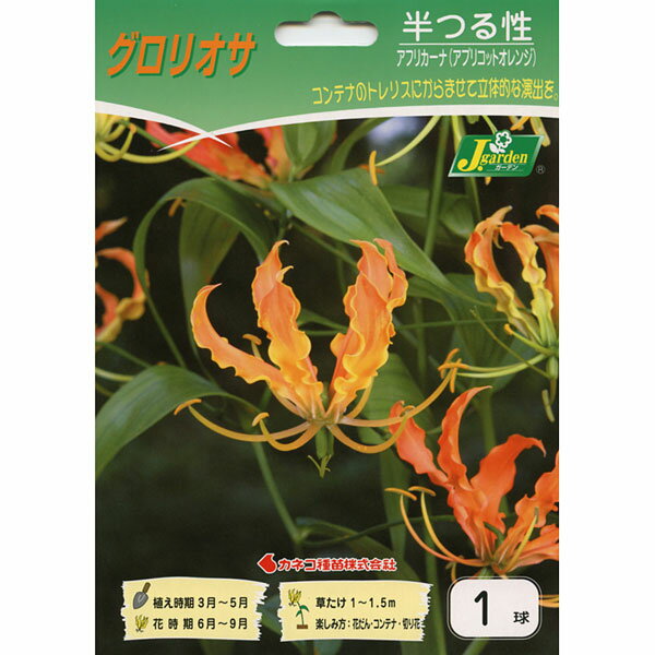 球根/グロリオサ：アフリカーナ1球入り