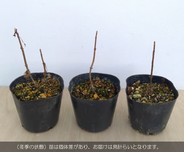 ���� ���ڤ���/���������ʥ���ꥫ�ˡ����ʥ٥�4��5��ݥå�