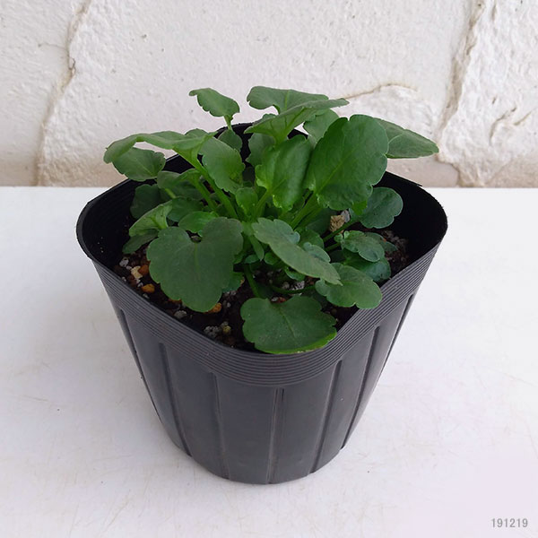 ハーブの苗/ワイルドパンジー：ハーツイーズ3号ポット 6株セット