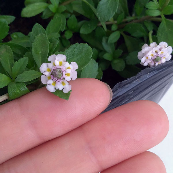 草花の苗/ヒメイワダレソウ3号ポット 2株セット