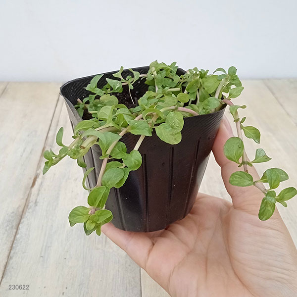 植物の苗/コンパニオンプランツ：ペニーロイヤルミント3号ポット4株セット