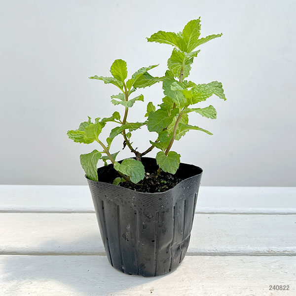 植物の苗/コンパニオンプランツ：スペアミント3号ポット4株セット