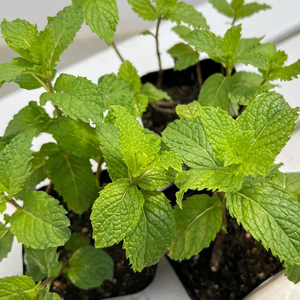 植物の苗/コンパニオンプランツ：スペアミント3号ポット4株セット