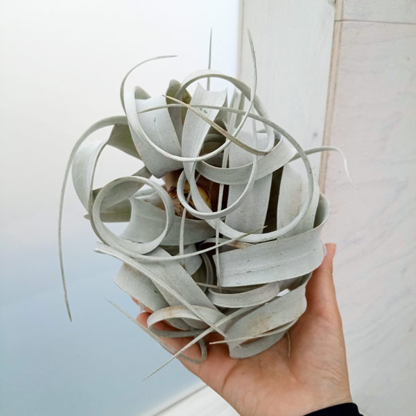 ���տ�ʪ/����󥸥�������������ե���ľ����14��16cm