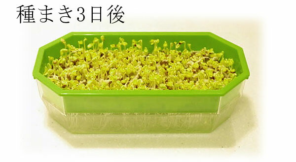 もやし・スプラウト：3種栽培セットC*（大豆、グリーンマッペ、蕎麦）