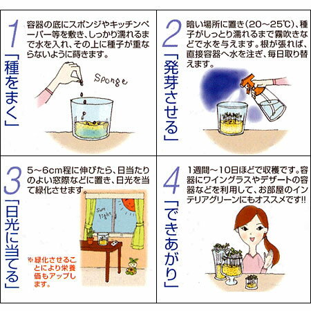 もやし・スプラウト：2種栽培セット（かいわれ大根・サンゴかいわれ大根・栽培容器）
