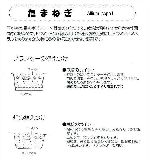 野菜の苗/タマネギ：菜園玉ネギ12球入り 3袋セット（野菜球根パック） engei2-10219734 園芸ネット プラス サンプル画像2