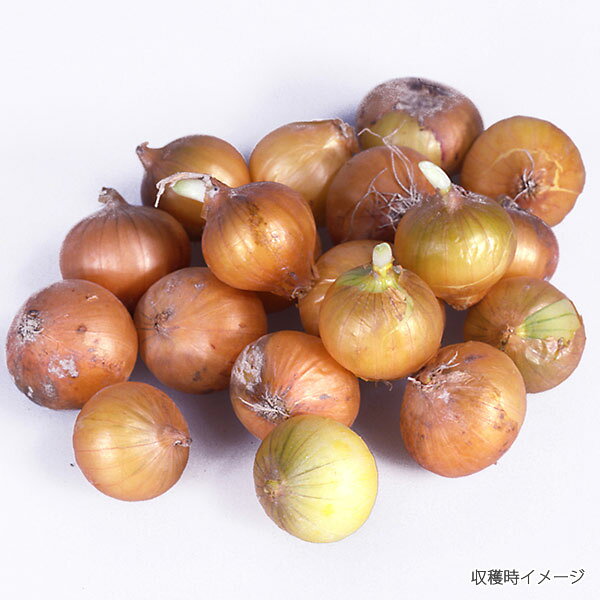 野菜の苗/タマネギ：菜園玉ネギ12球入り 3袋セット（野菜球根パック） engei2-10219734 園芸ネット プラス サンプル画像3