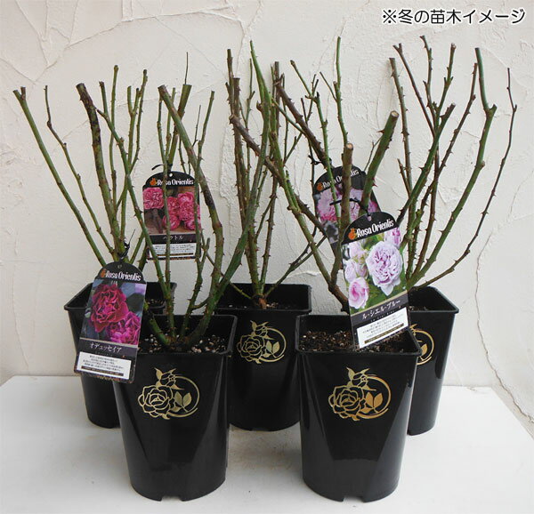 バラの苗/ロサ・オリエンティス：ル・サブリエ大苗6号角鉢植え