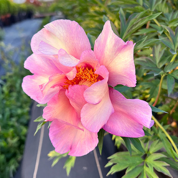 草花の苗/シャクヤク（インターセクショナルハイブリッド）：ビジョンオブシュガー...