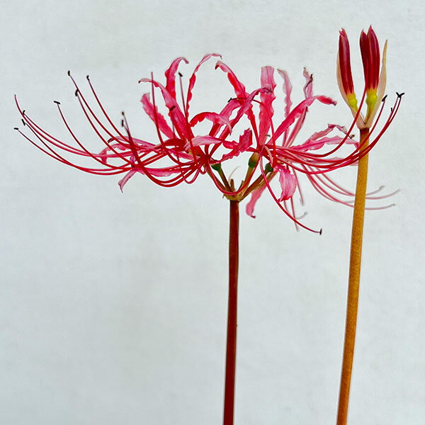 ヒガンバナ（彼岸花・リコリス）：桃花（スプレンゲリ）3.5号ポット 6株セット