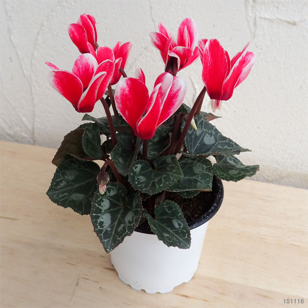 シクラメンの育て方 花の手入れの方法や夏越しのコツまで詳しく解説 農業 ガーデニング 園芸 家庭菜園マガジン Agri Pick