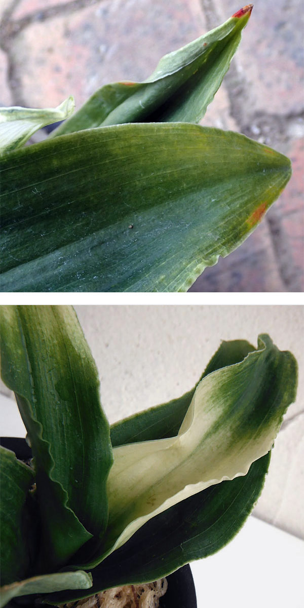 ���տ�ʪ/����ȡ���ǯ�ġˡ�ʡ�θ� ȭ�����ʻ��աˡ��⤨��S