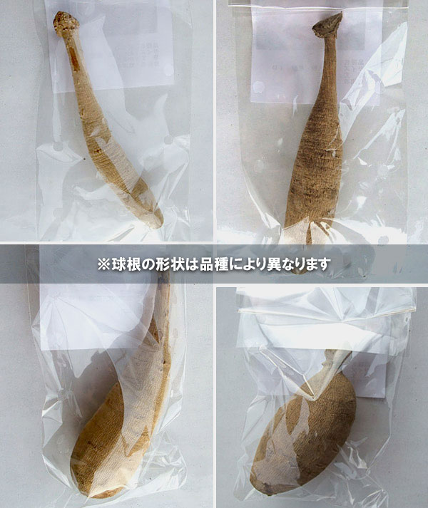 �庬/���ꥢ�ε庬���������ء�������1��