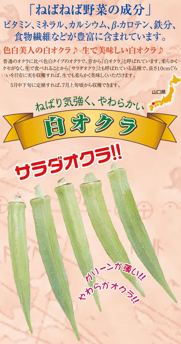 野菜の苗/オクラ：白オクラ3号ポット