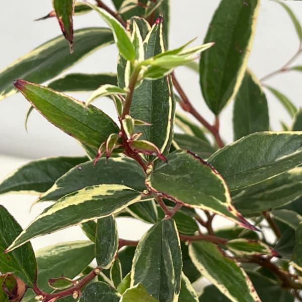 花木 庭木の苗/西洋イワナンテン（岩南天）：ホワイトウォーター4〜5号ポット