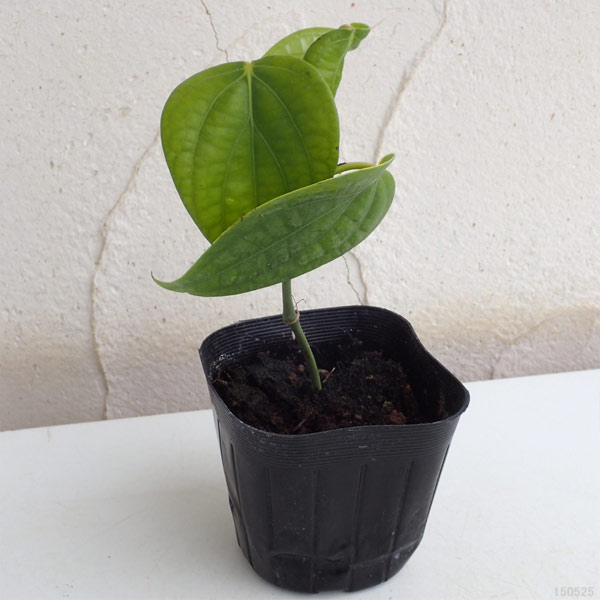 野菜の苗/黒胡椒3号ポット 3株セット