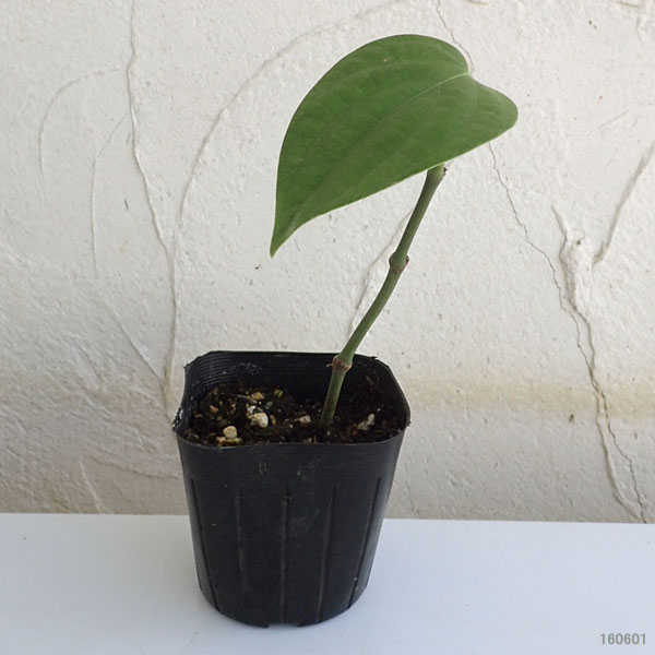 野菜の苗/黒胡椒3号ポット 3株セット