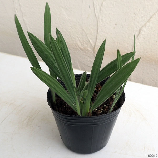 �ʤ櫓�����ò��˥Хӥ��ʡ����ɥ顼��3�忢��3.5��ݥå�