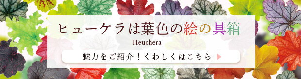 草花の苗/ヒューケラ：オブシディアン3号ポット