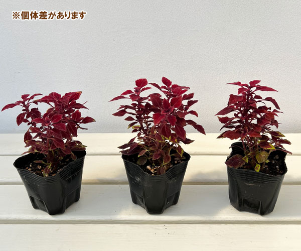 園芸ネット プラスの草花の苗/コリウス（小型）： アミーゴ3号ポット 6株セット｜アングル3