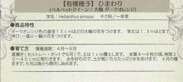 花の種：有機種子 ひまわり（ベルベットクイーン/大輪ダークオレンジ）