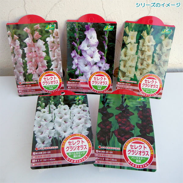 �庬/���饸���饹���ӥ����ʻ�����5������